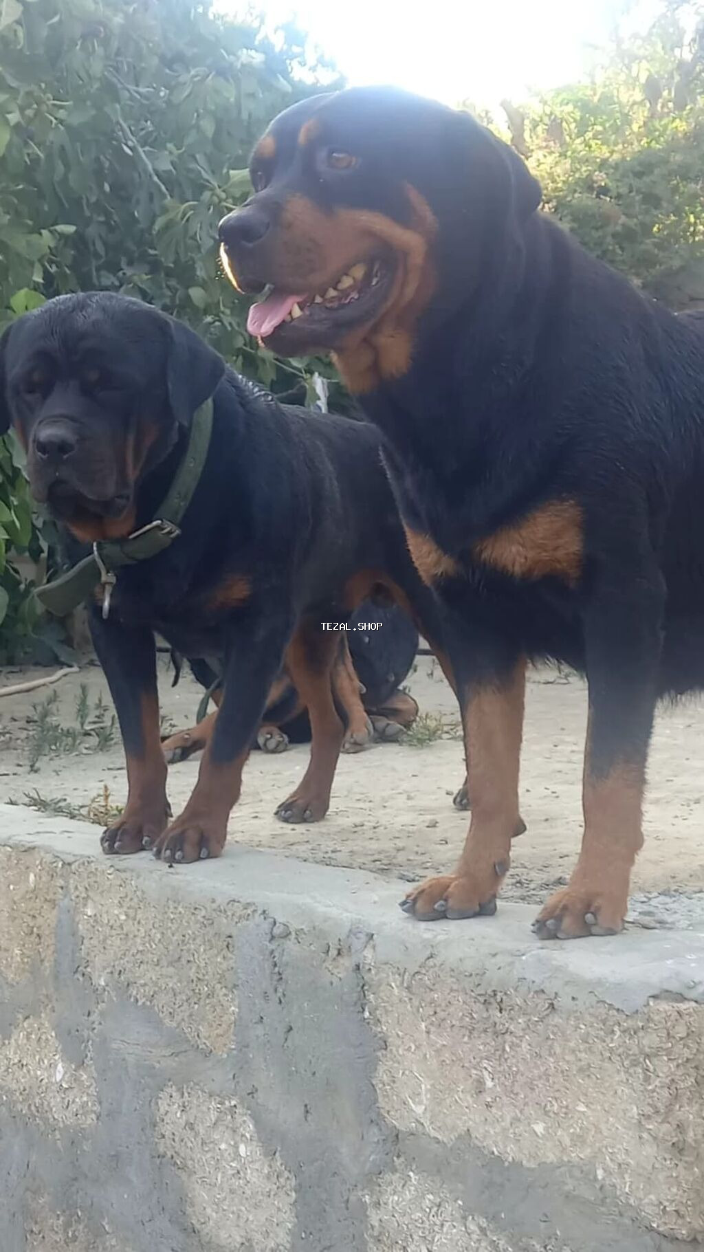 Rotveyler, 2 ay, Erkək, Peyvəndli, Ünvandan götürmə