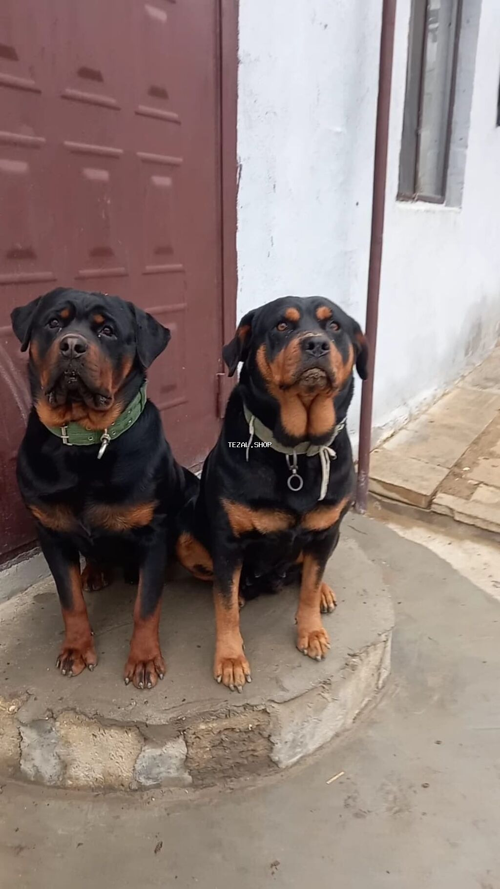 Rotveyler, 2 ay, Erkək, Peyvəndli, Ünvandan götürmə - şəkil 2
