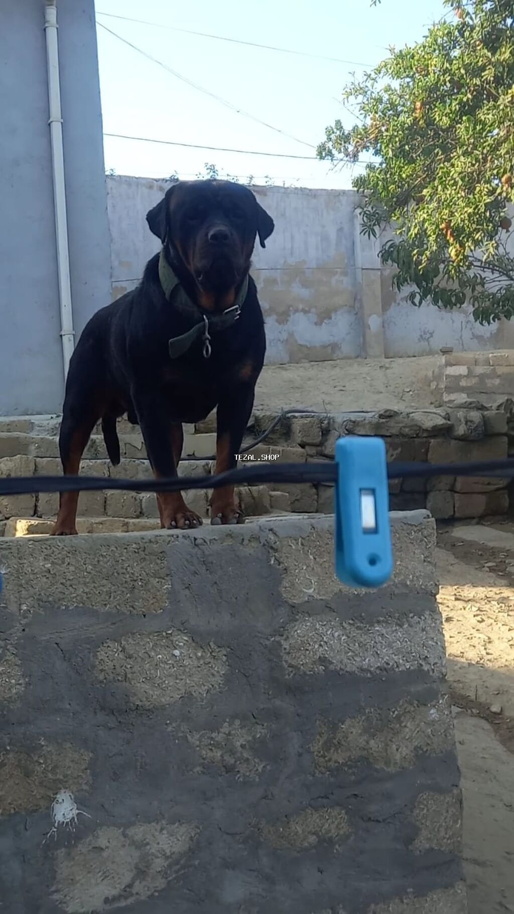 Rotveyler, 2 ay, Erkək, Peyvəndli, Ünvandan götürmə - şəkil 3