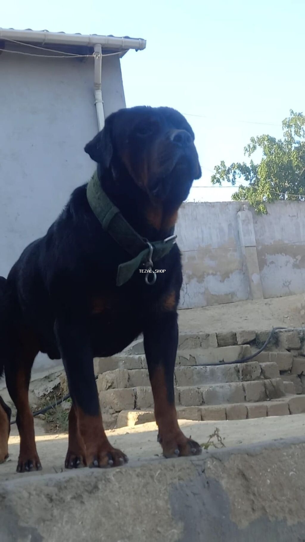 Rotveyler, 2 ay, Erkək, Peyvəndli, Ünvandan götürmə - şəkil 5