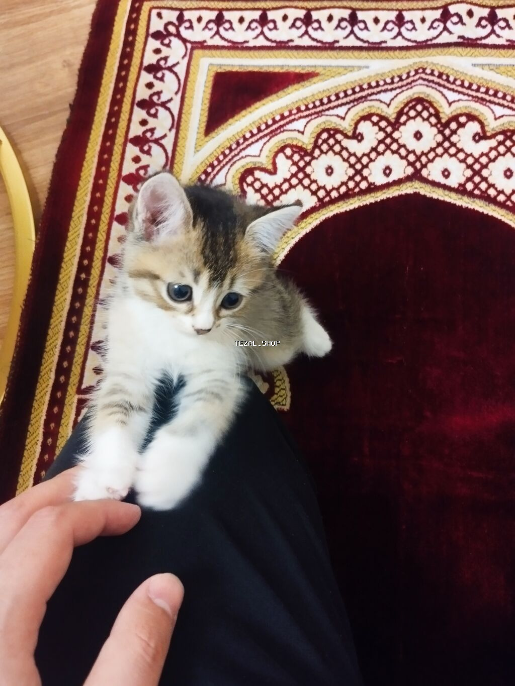 Dişi, Yaxşı əllərə, Ödənişli çatdırılma