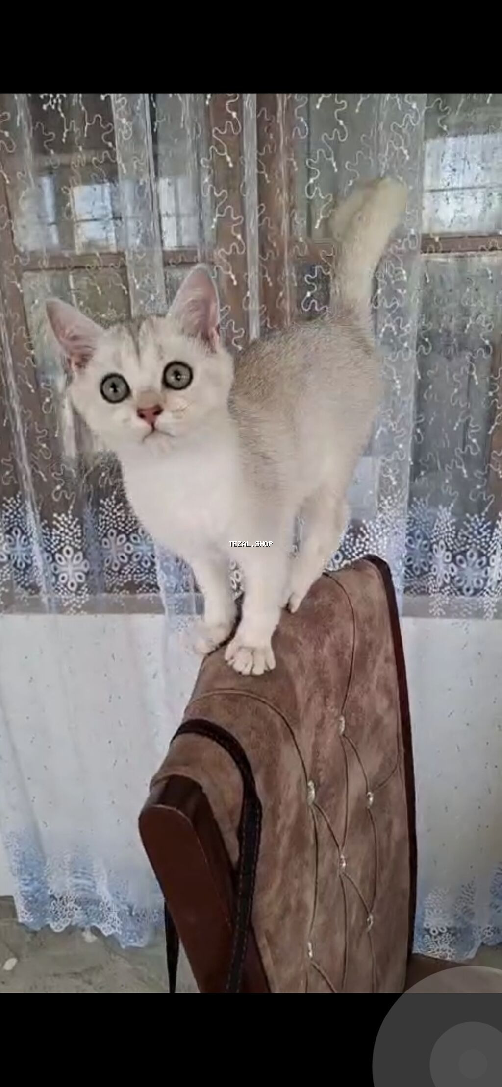 Erkək