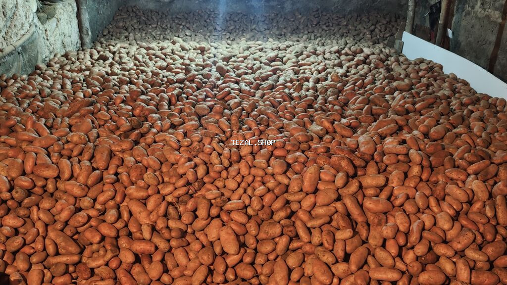 🥔 Gədəbəy Təbii Yeməlik Kartofu Satılır 🥔 Sarpo Mira sortu –