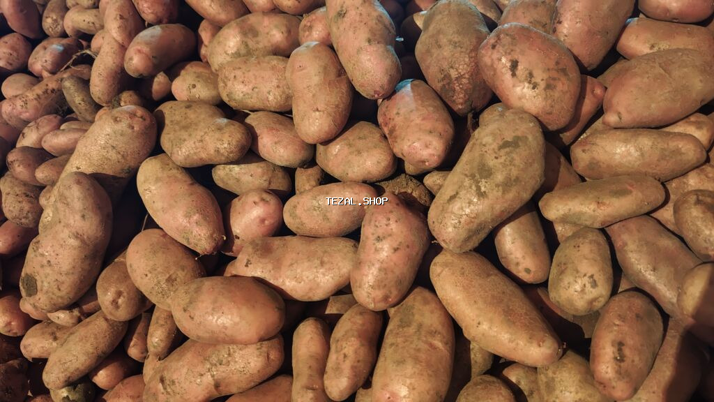 🥔 Gədəbəy Təbii Yeməlik Kartofu Satılır 🥔 Sarpo Mira sortu – - şəkil 2