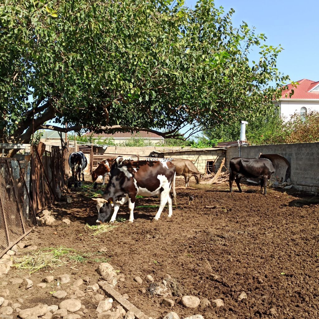 1 ltr --1 m 50 qəpik ( Süd ) 3 kq balon --4 m 50 qəpik (qatiq) 600 qr - şəkil 2