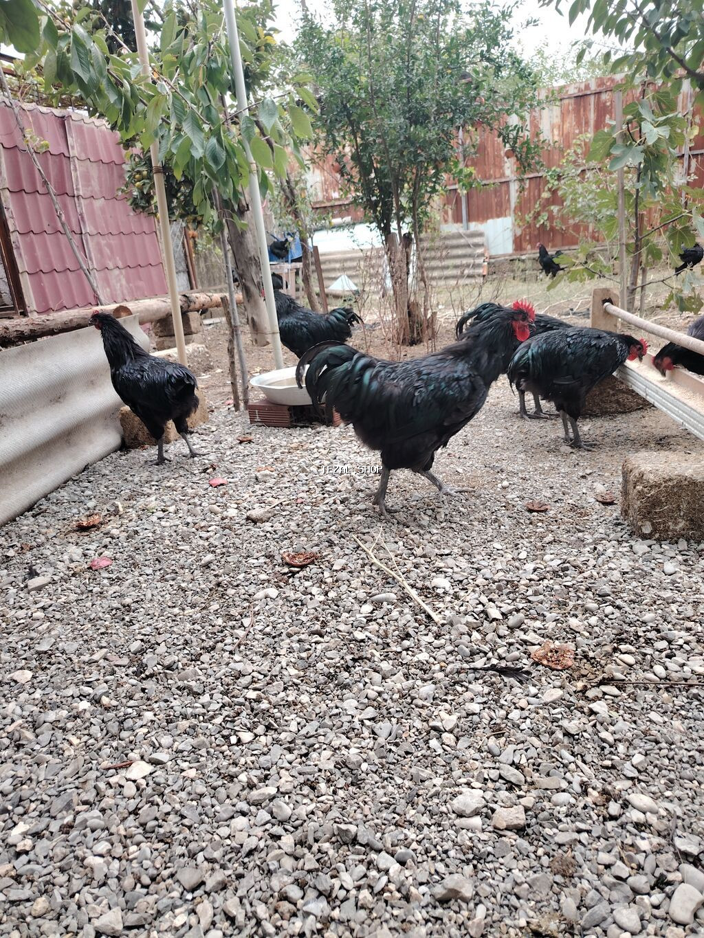 Austrolop xoruzları satışda var 5 aylıqlar - şəkil 2