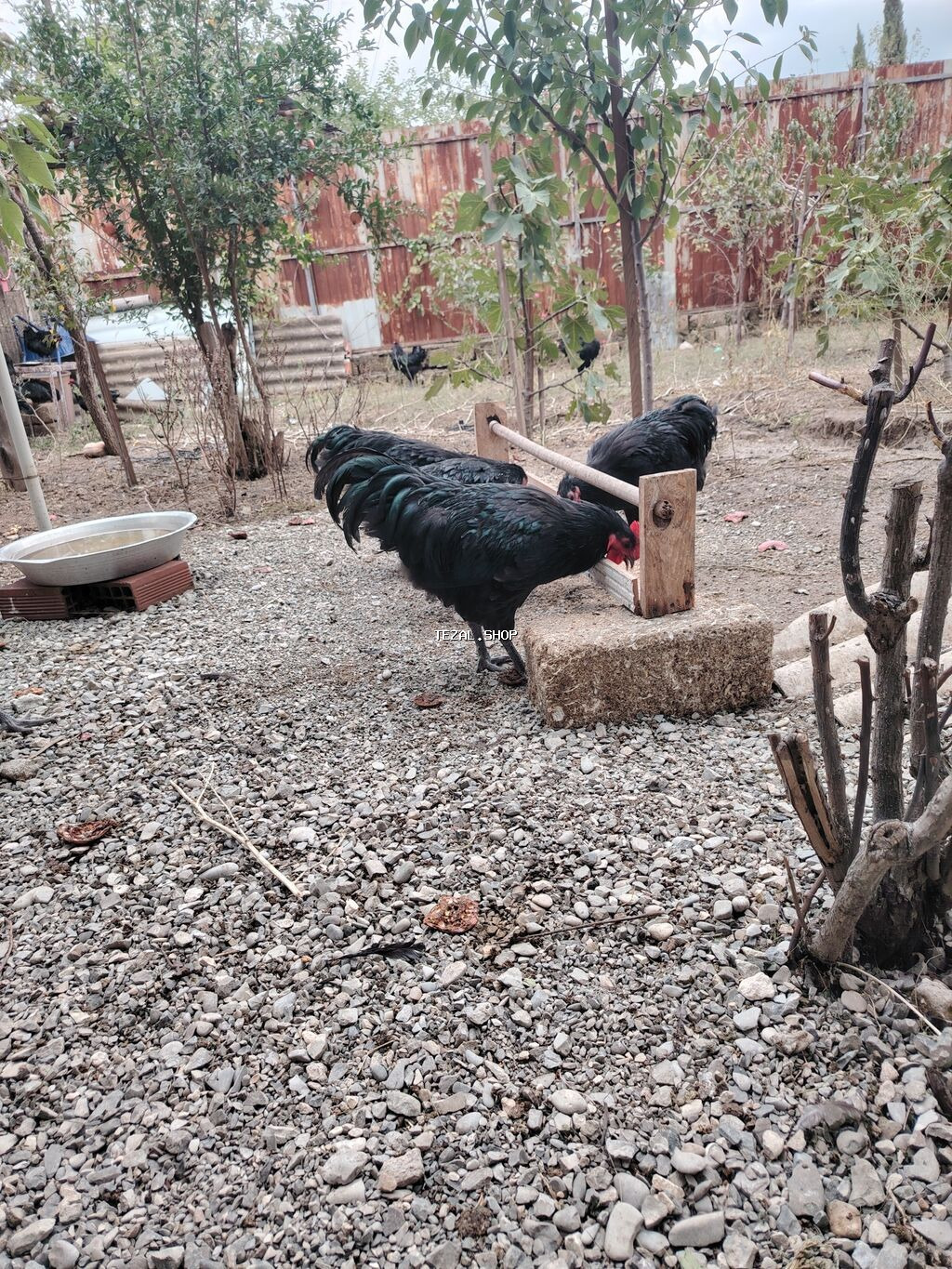 Austrolop xoruzları satışda var 5 aylıqlar - şəkil 3