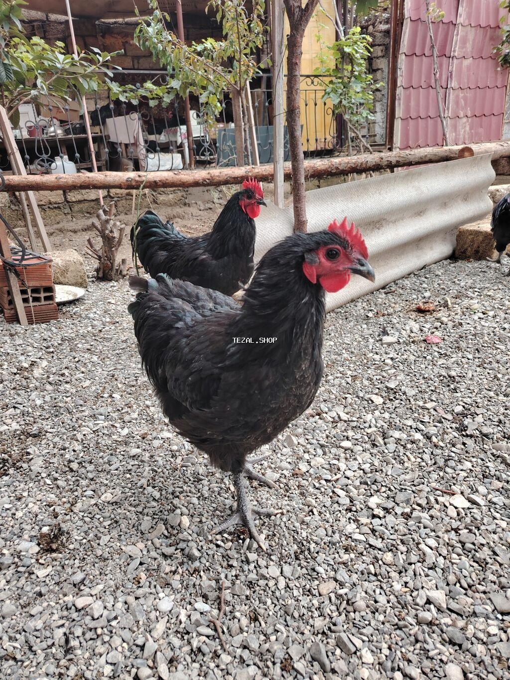 Austrolop xoruzları satışda var 5 aylıqlar - şəkil 4