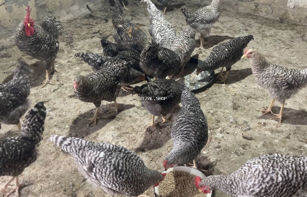 Xarkovlar Satilir 4-5 Ayliqdilar Tam saglam oz heyetimin