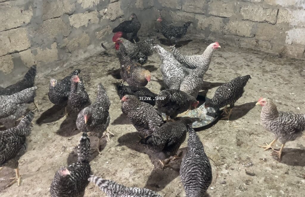 Xarkovlar Satilir 4-5 Ayliqdilar Tam saglam oz heyetimin - şəkil 2