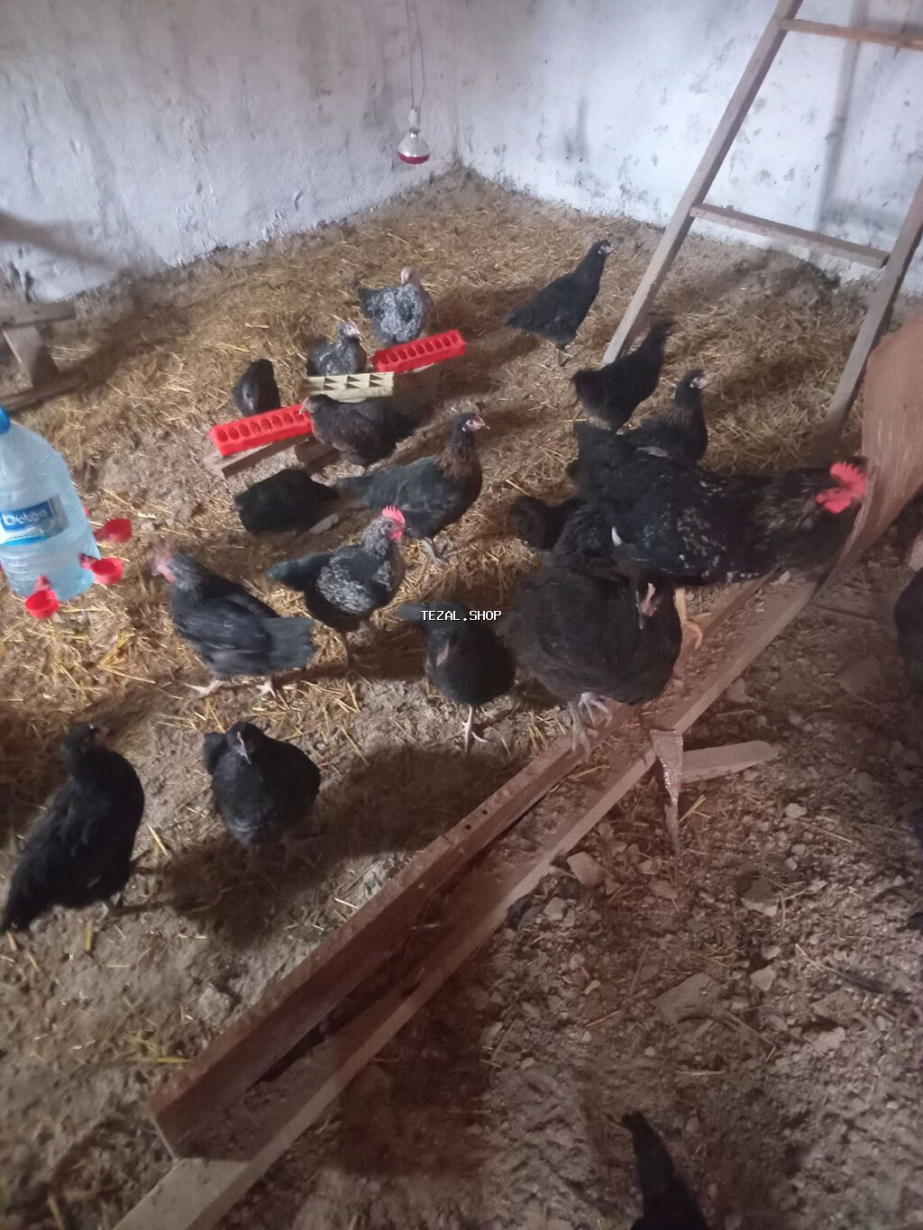 Umumi 55 ededir. 40 ed saf avstralop. 15 eded fergli sortlar - şəkil 2