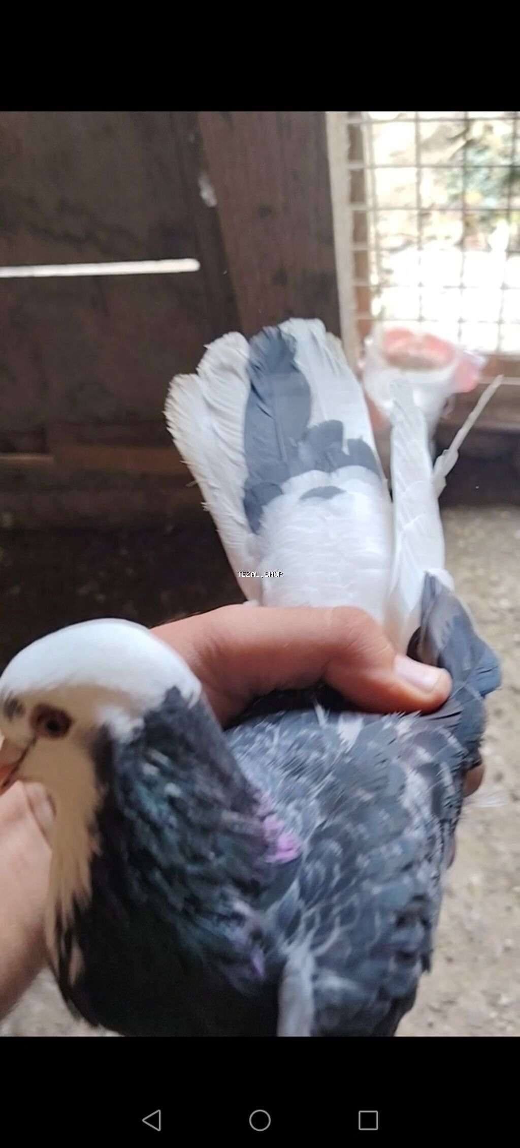 Baladan kecme nomreli uzuklu erkek ucuwuna cavadeh olunan erkeydi Bakı — TezAl.shop