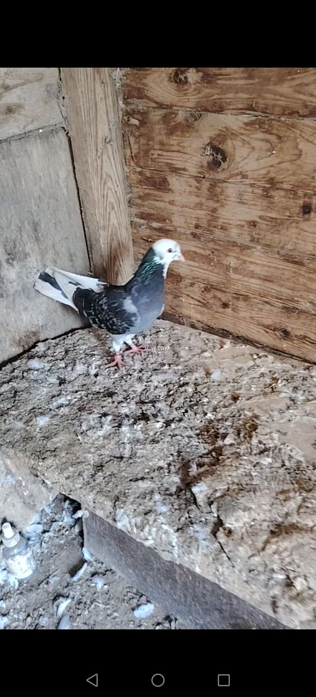 Baladan kecme nomreli uzuklu erkek ucuwuna cavadeh olunan erkeydi - şəkil 2