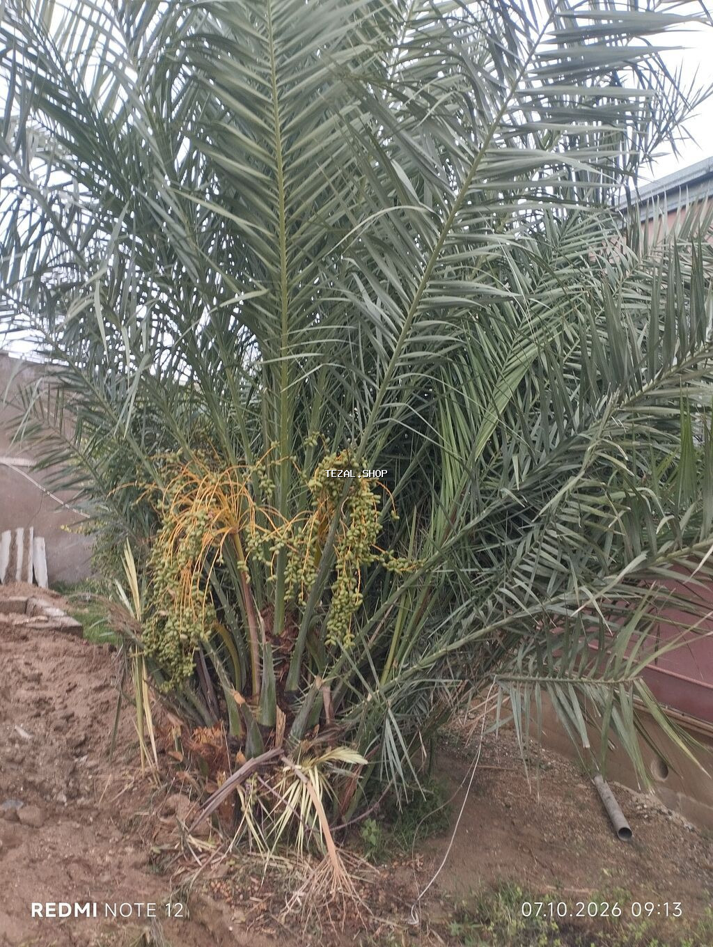 Xurma palmaları (Phoenix dactylifera) – çoxgövdəli, məhsuldar ağac -