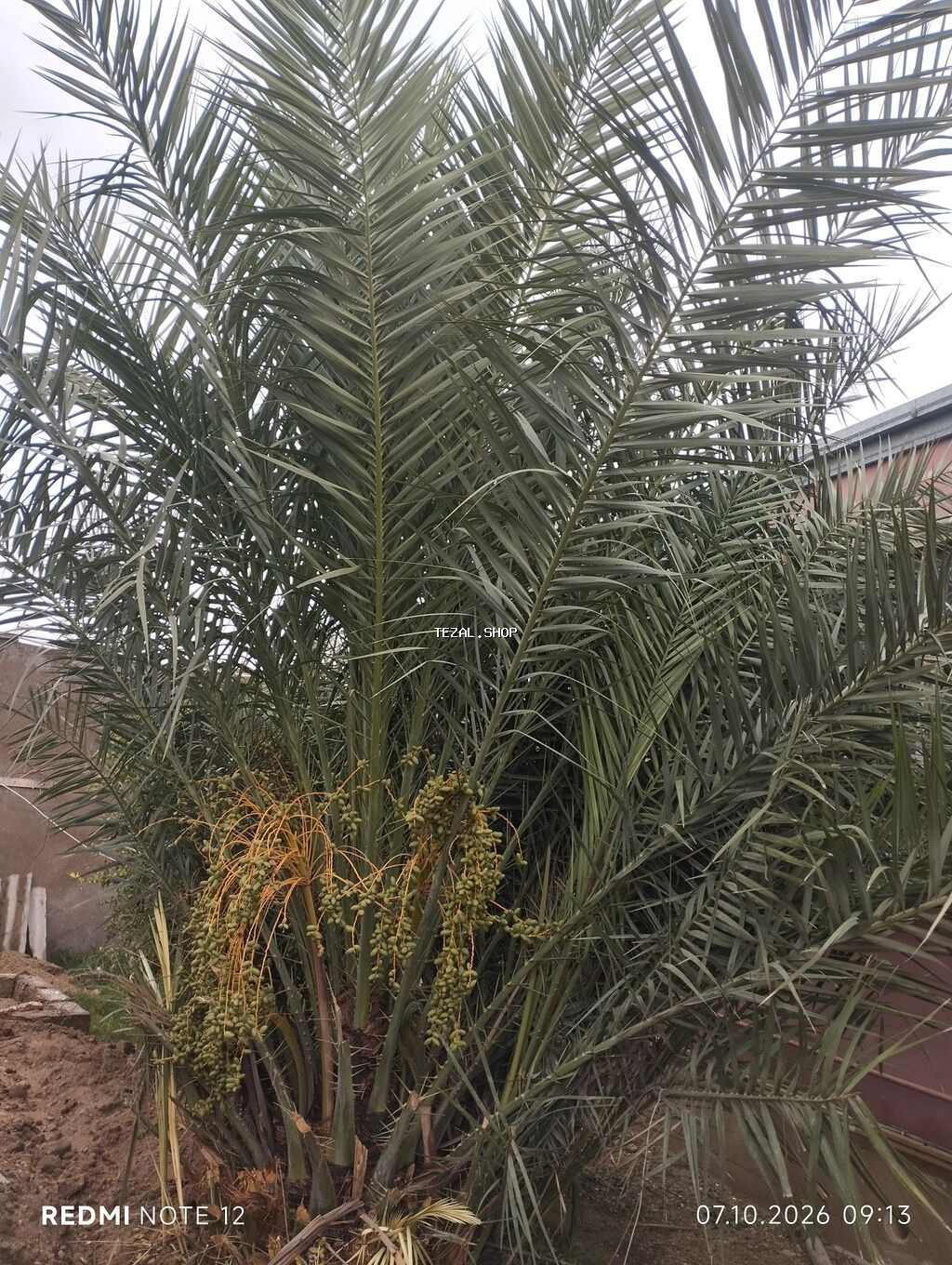 Xurma palmaları (Phoenix dactylifera) – çoxgövdəli, məhsuldar ağac - - şəkil 2
