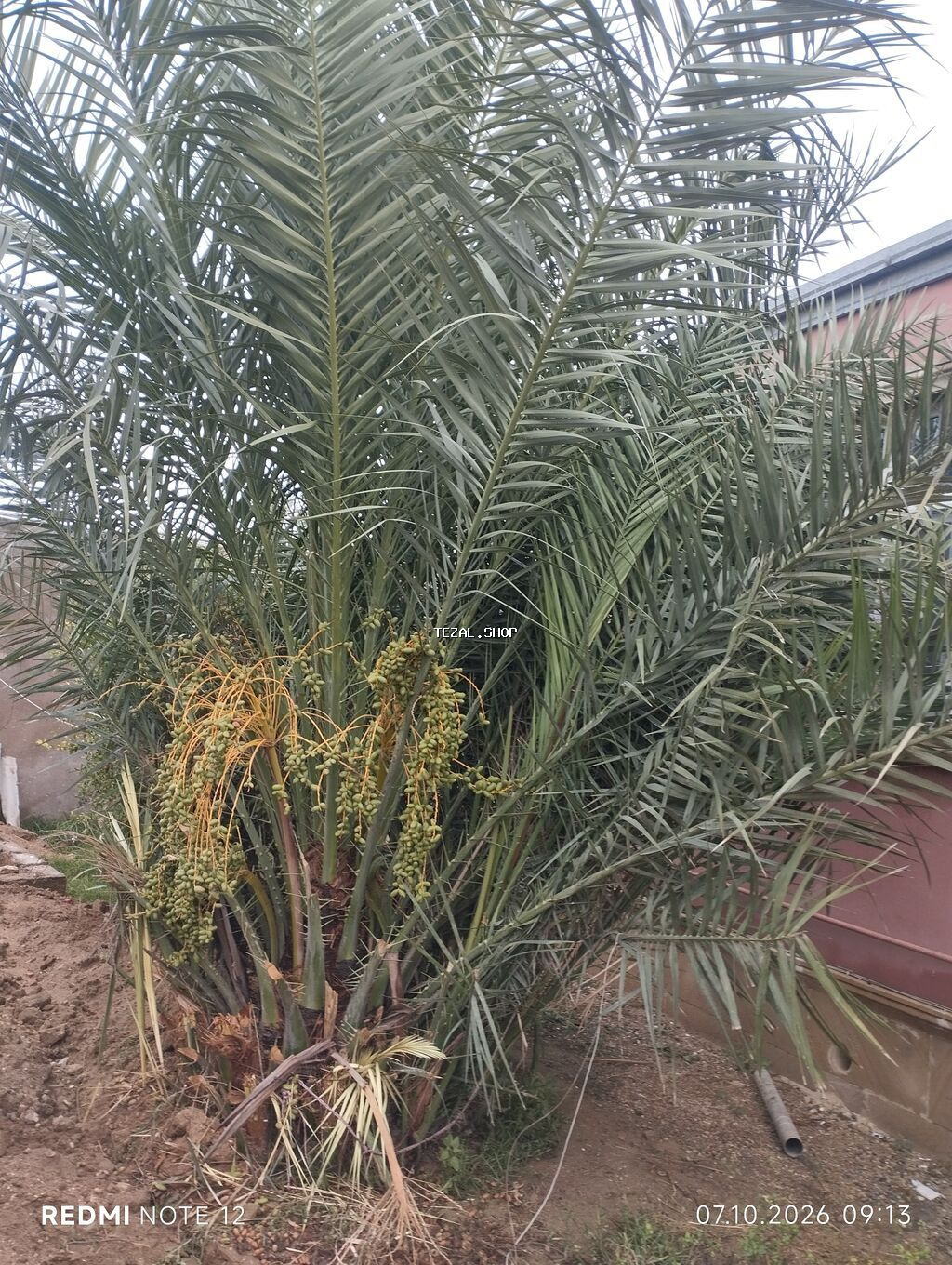 Xurma palmaları (Phoenix dactylifera) – çoxgövdəli, məhsuldar ağac - - şəkil 3