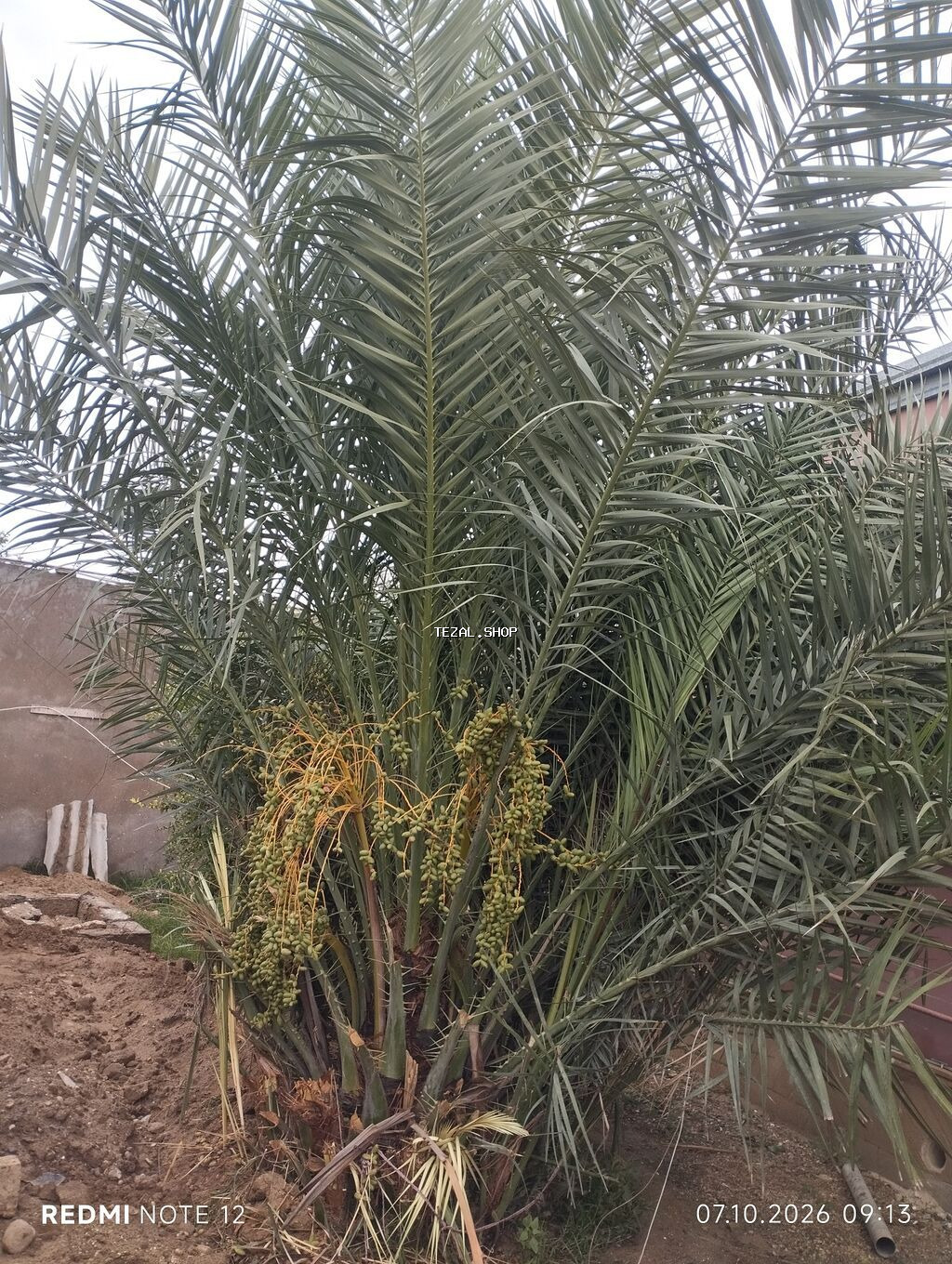 Xurma palmaları (Phoenix dactylifera) – çoxgövdəli, məhsuldar ağac - - şəkil 4