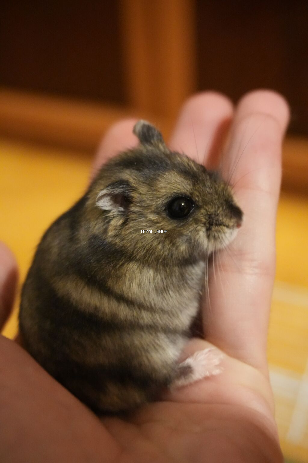 Cırtdan hamster + qəfəs dəsti - Növ: cırtdan hamster (Djungarian
