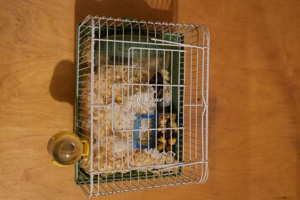 Cırtdan hamster + qəfəs dəsti - Növ: cırtdan hamster (Djungarian - şəkil 2