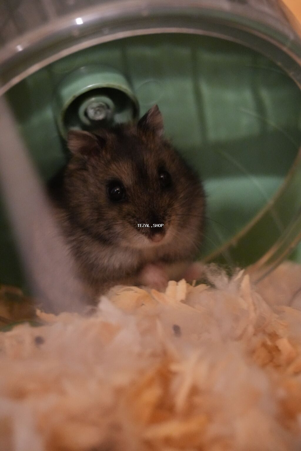Cırtdan hamster + qəfəs dəsti - Növ: cırtdan hamster (Djungarian - şəkil 3