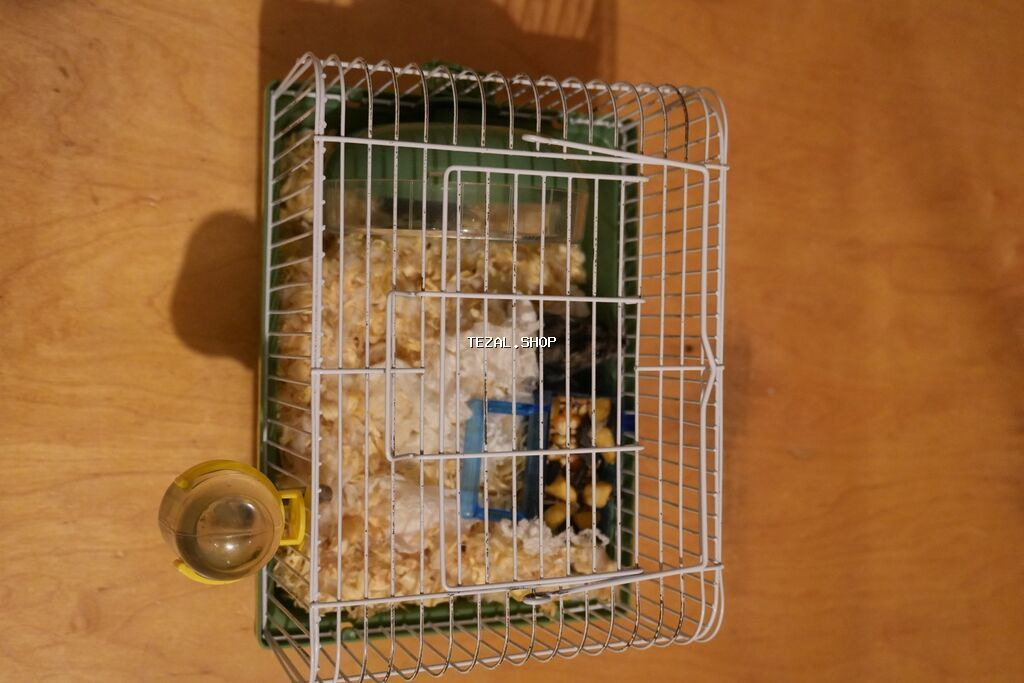 Cırtdan hamster + qəfəs dəsti - Növ: cırtdan hamster (Djungarian - şəkil 4