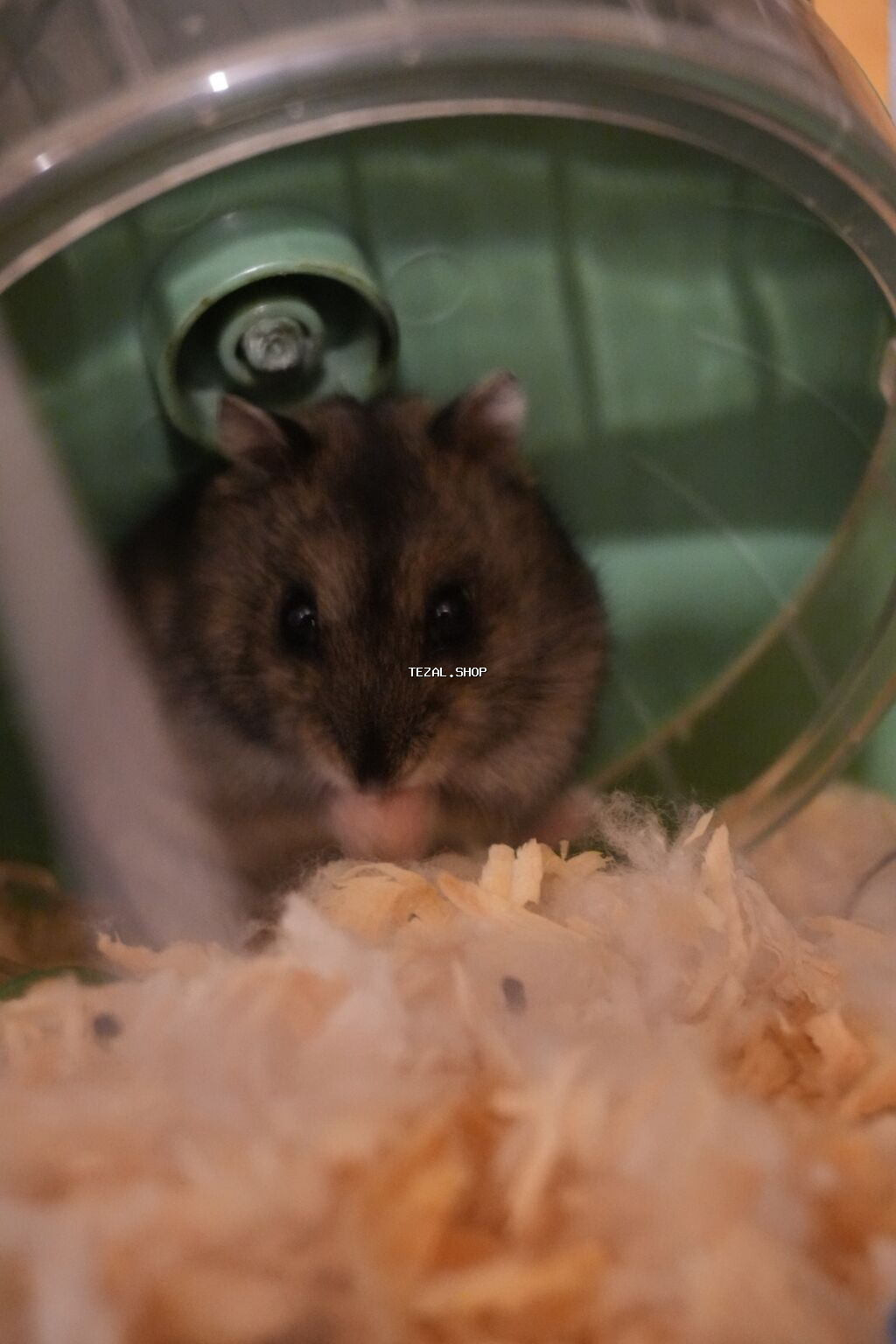 Cırtdan hamster + qəfəs dəsti - Növ: cırtdan hamster (Djungarian - şəkil 5