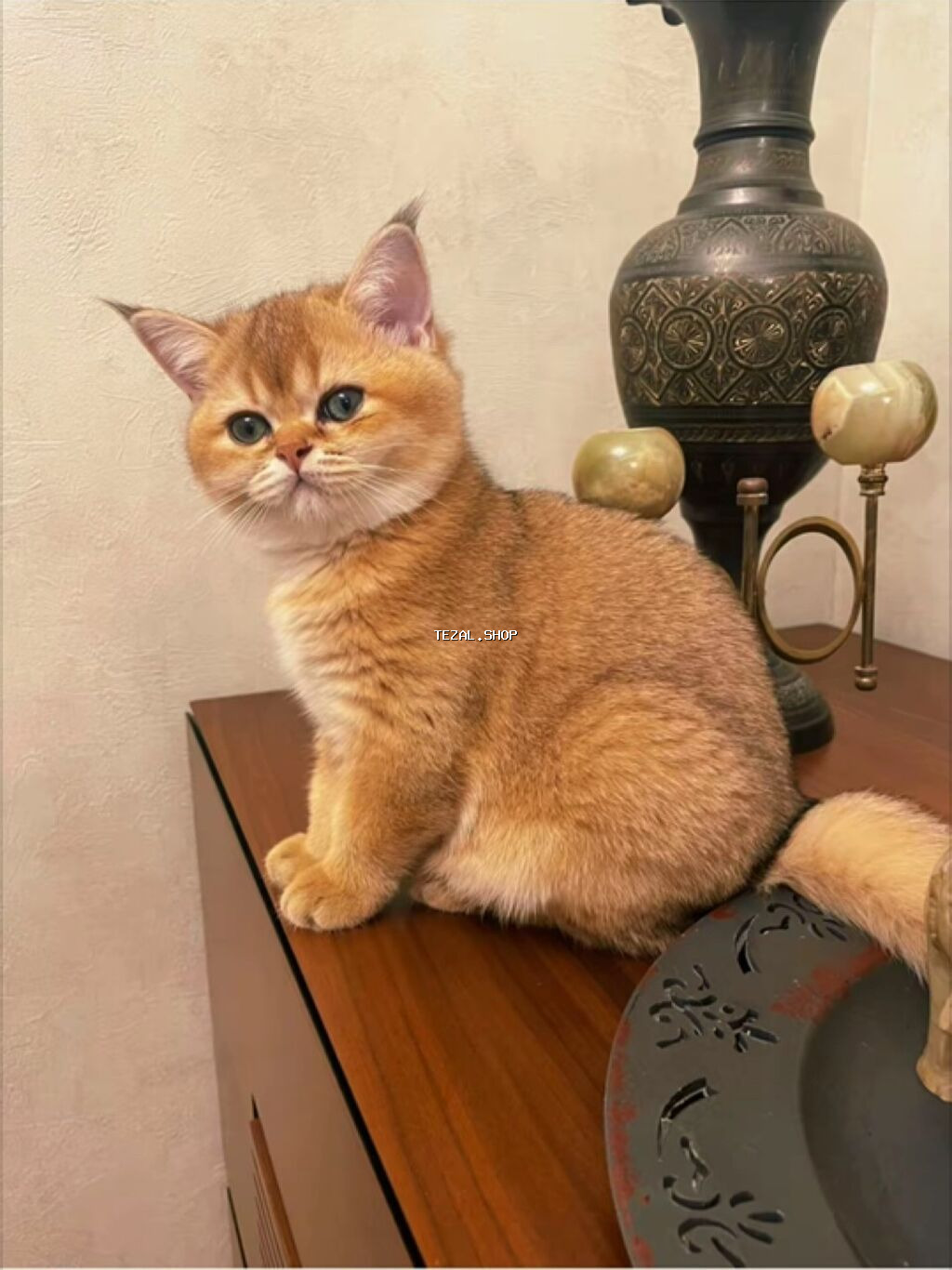 Котята - братская золотая шиншилла . Мальчик и девочка . Приучены к Bakı — TezAl.shop