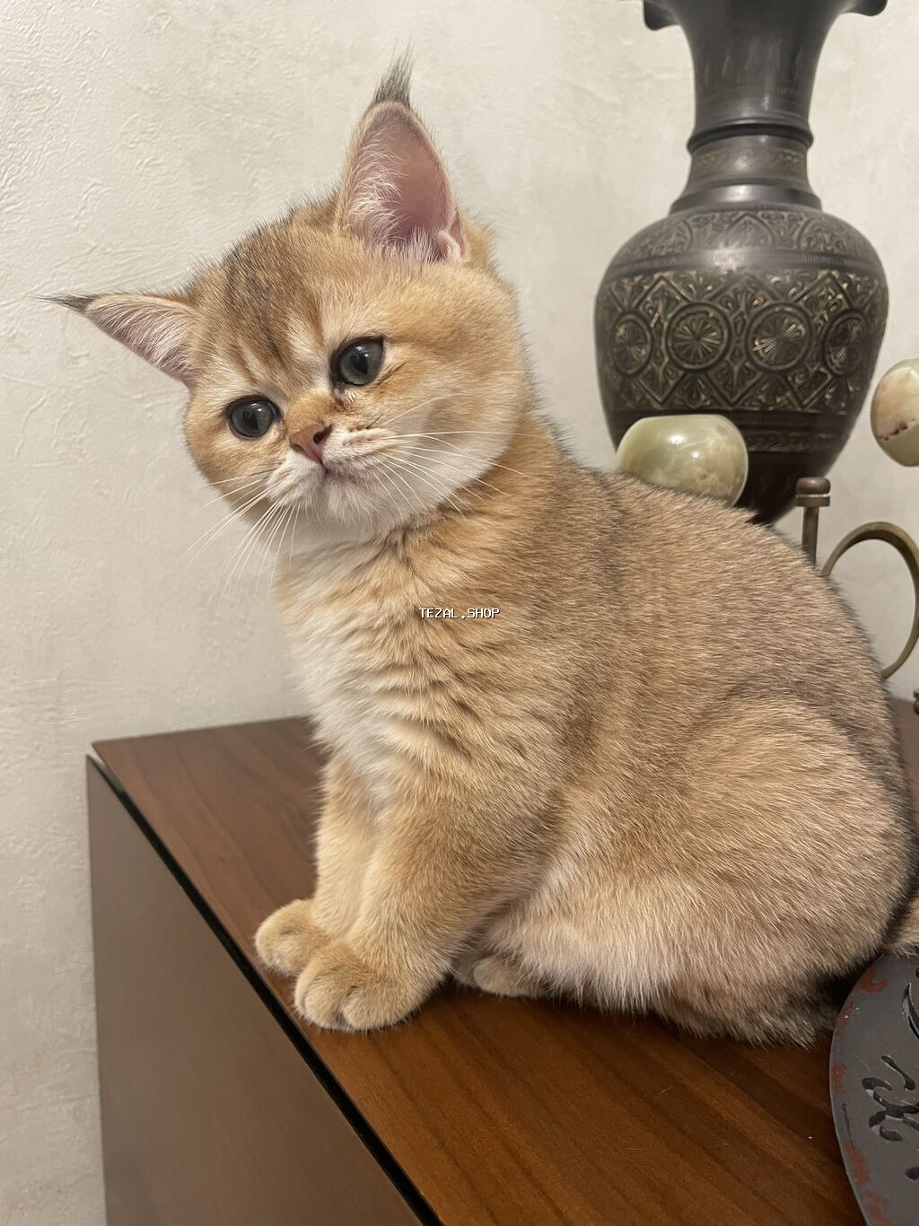 Котята - братская золотая шиншилла . Мальчик и девочка . Приучены к - şəkil 2