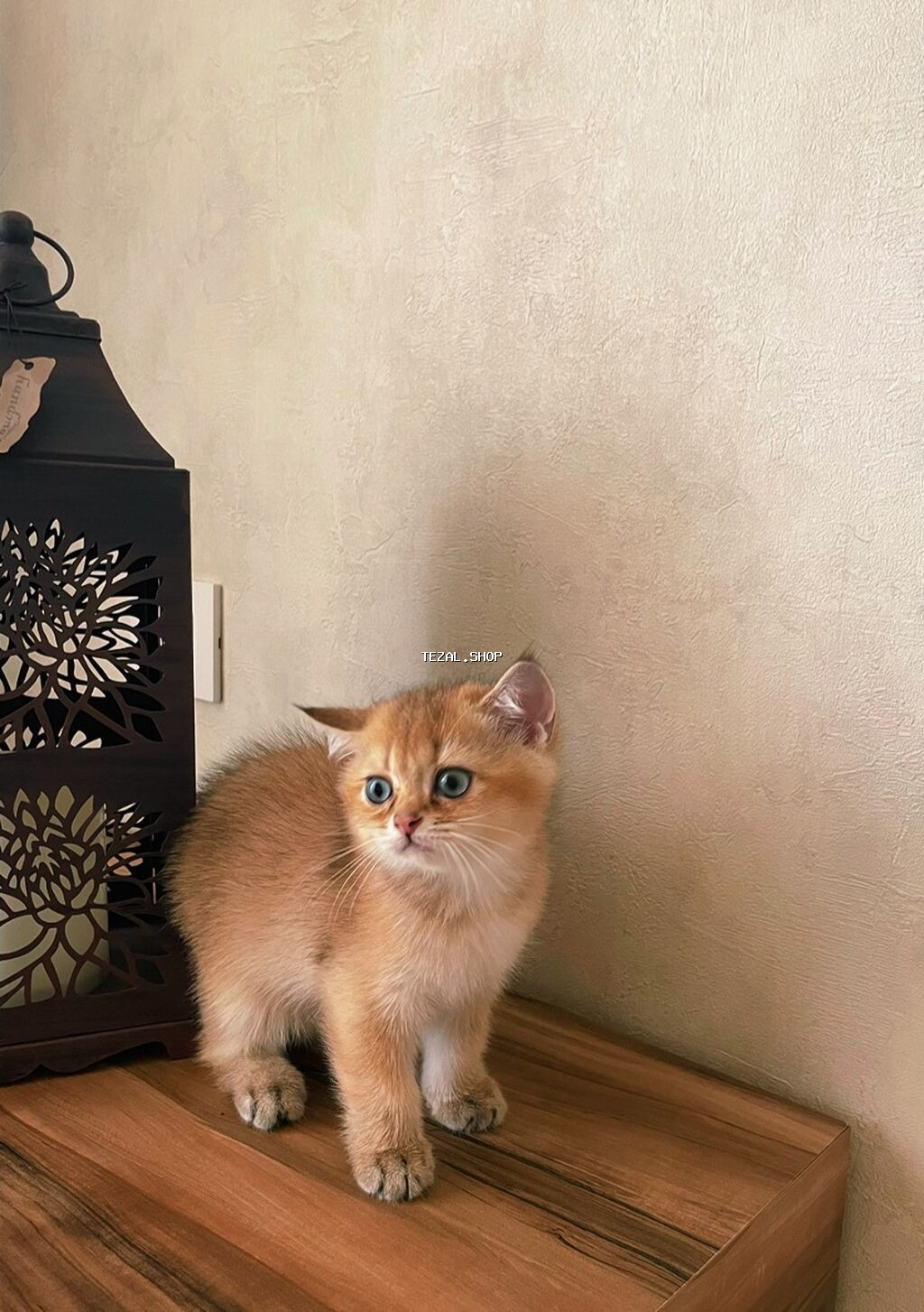 Котята - братская золотая шиншилла . Мальчик и девочка . Приучены к - şəkil 3