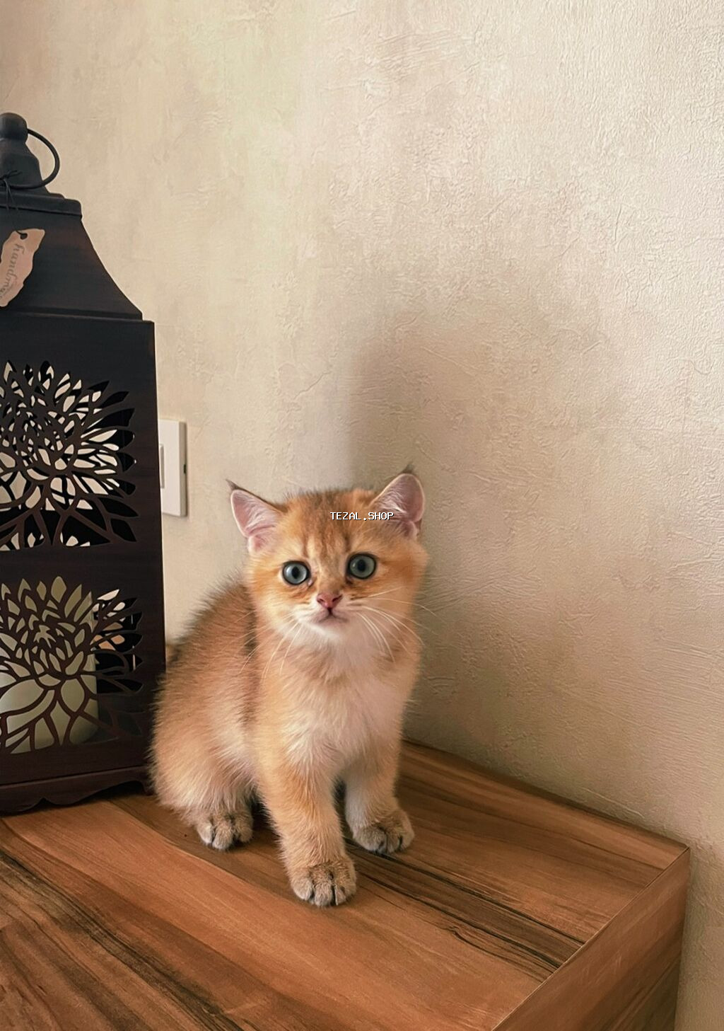 Котята - братская золотая шиншилла . Мальчик и девочка . Приучены к - şəkil 5
