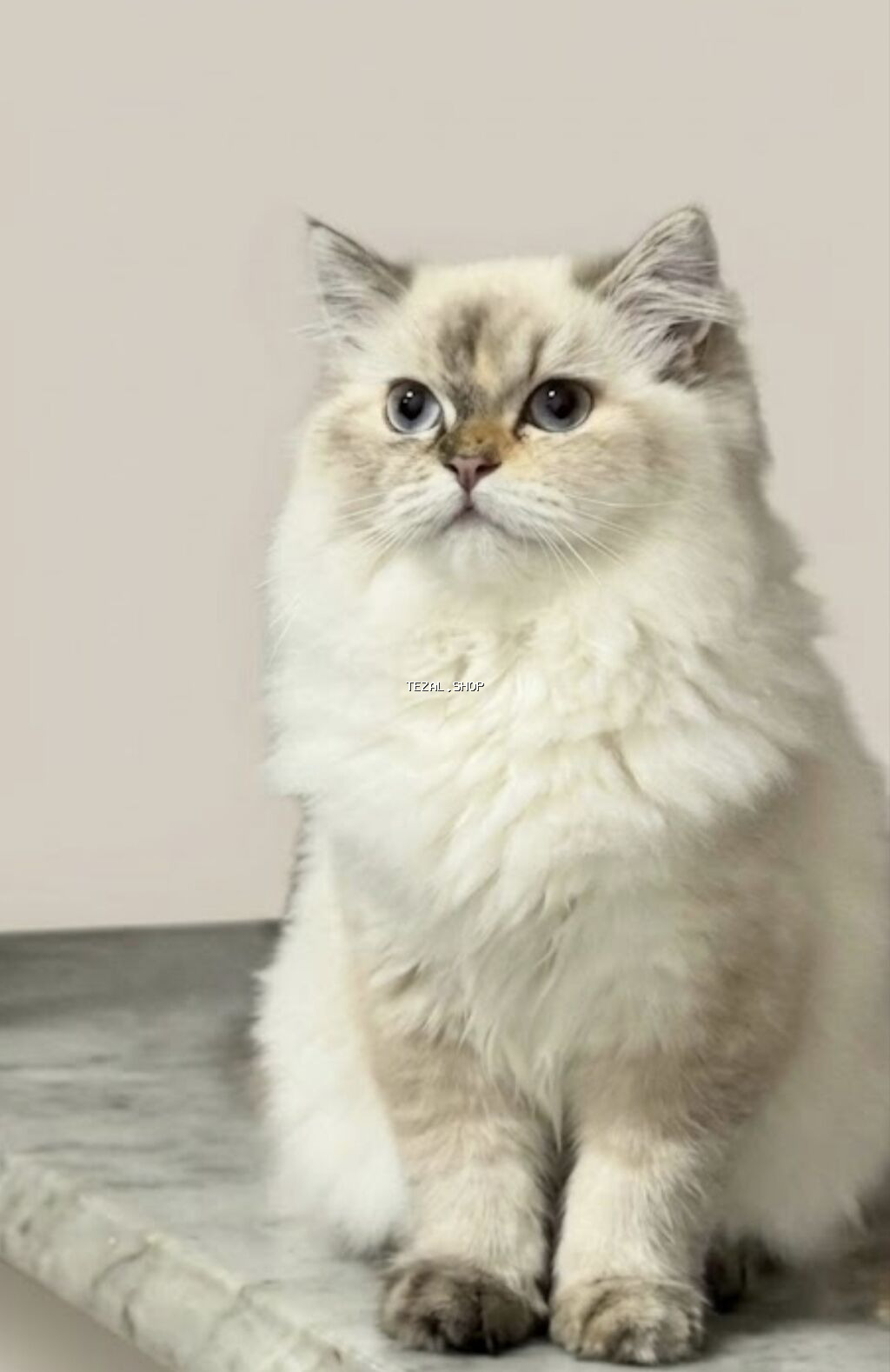 Erkək, Cütləşmə üçün Bakı — TezAl.shop