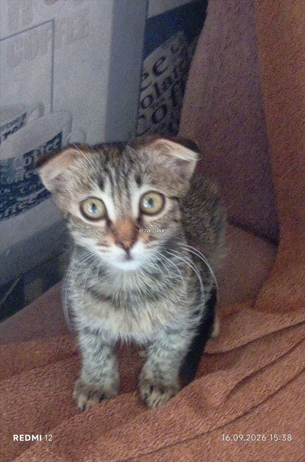 Tabbi, Yaxşı əllərə