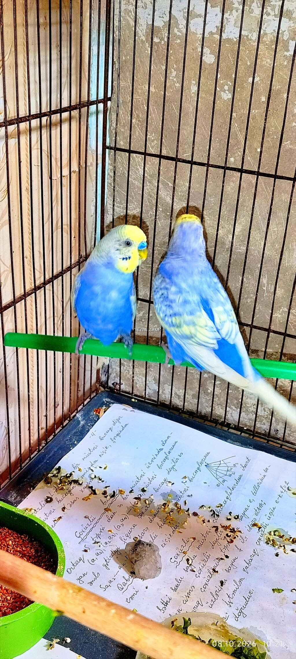Cutduler,bala veren quslardi Görünüş xüsusiyyətləri: - 2 ədəd dalğalı - şəkil 2