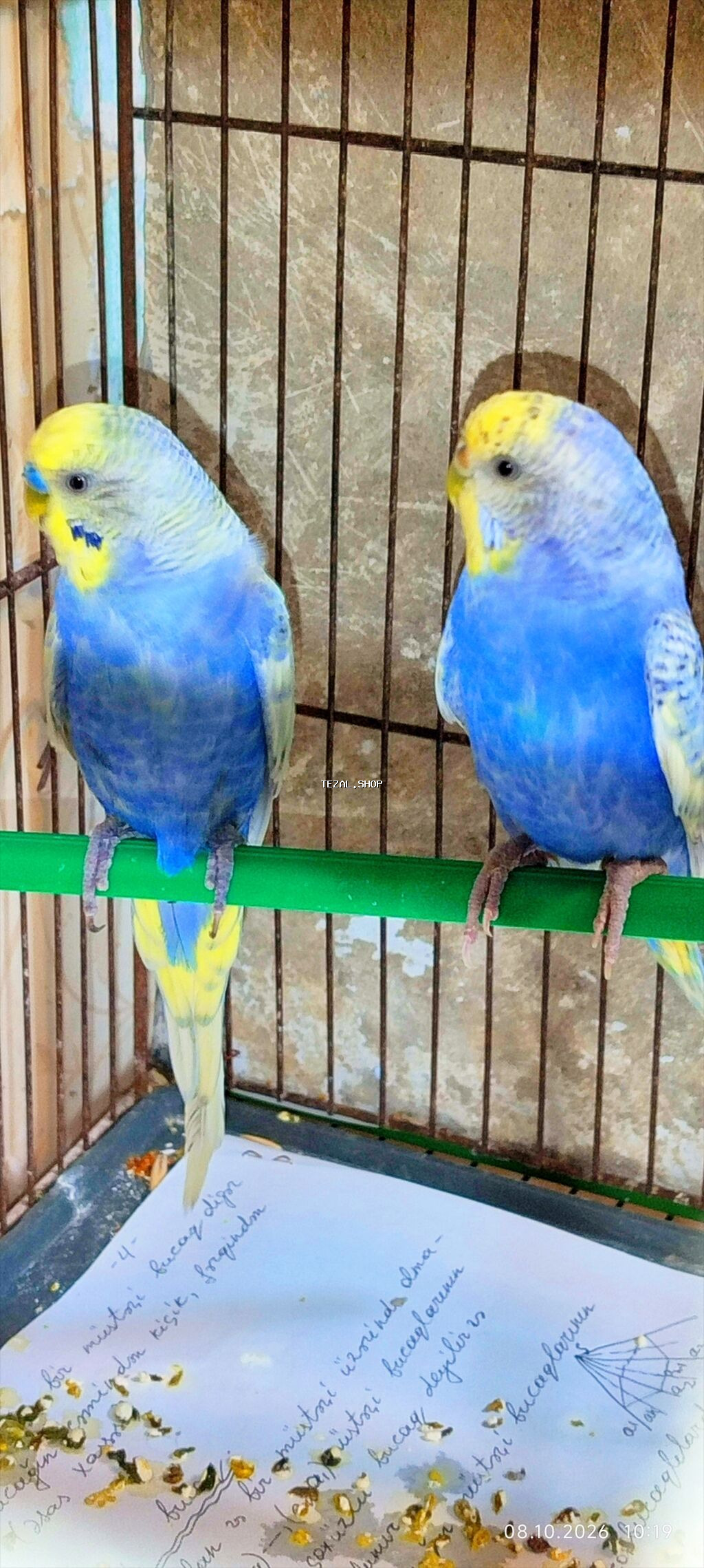 Cutduler,bala veren quslardi Görünüş xüsusiyyətləri: - 2 ədəd dalğalı - şəkil 3