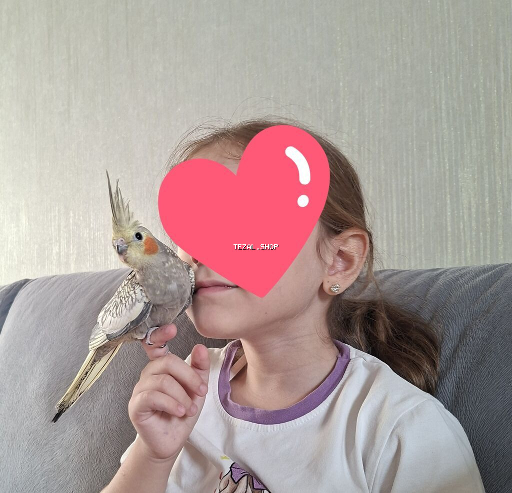 Oz qusumun balalaridi iki denedi.Tam el quslaridi.Uc ayligdilar Digah — TezAl.shop