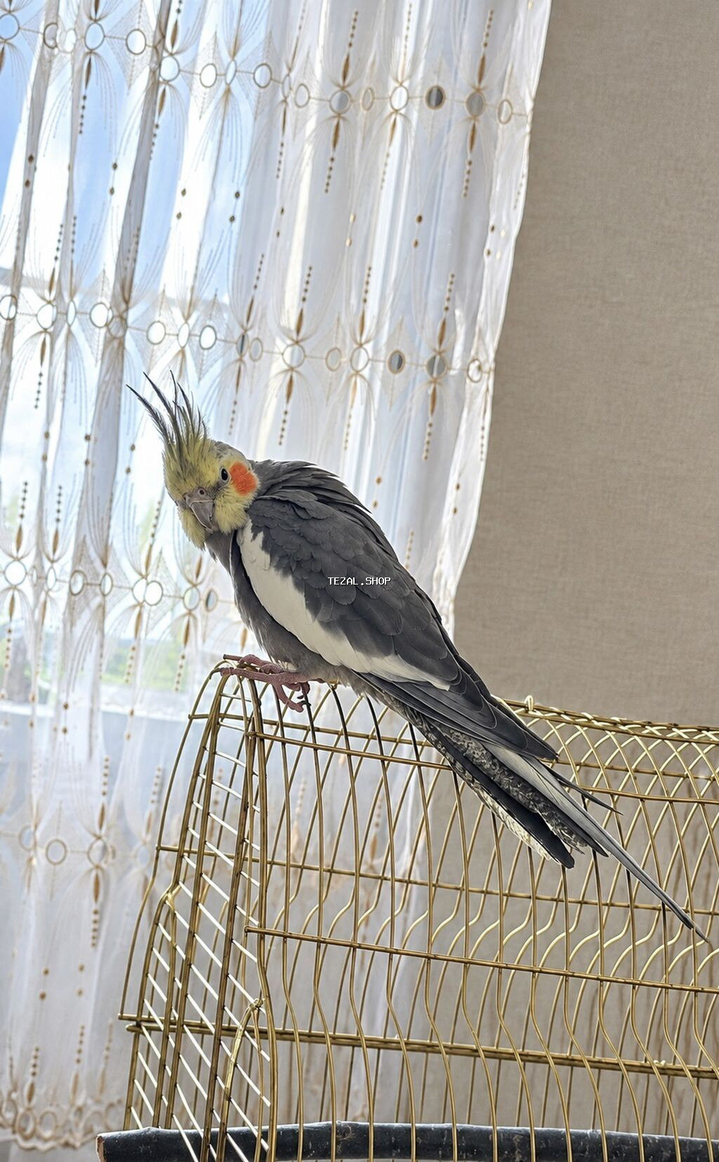 Nimfa (Cockatiel) və qəfəs dəsti Tam sağlan quşdu həmişə vitaminli