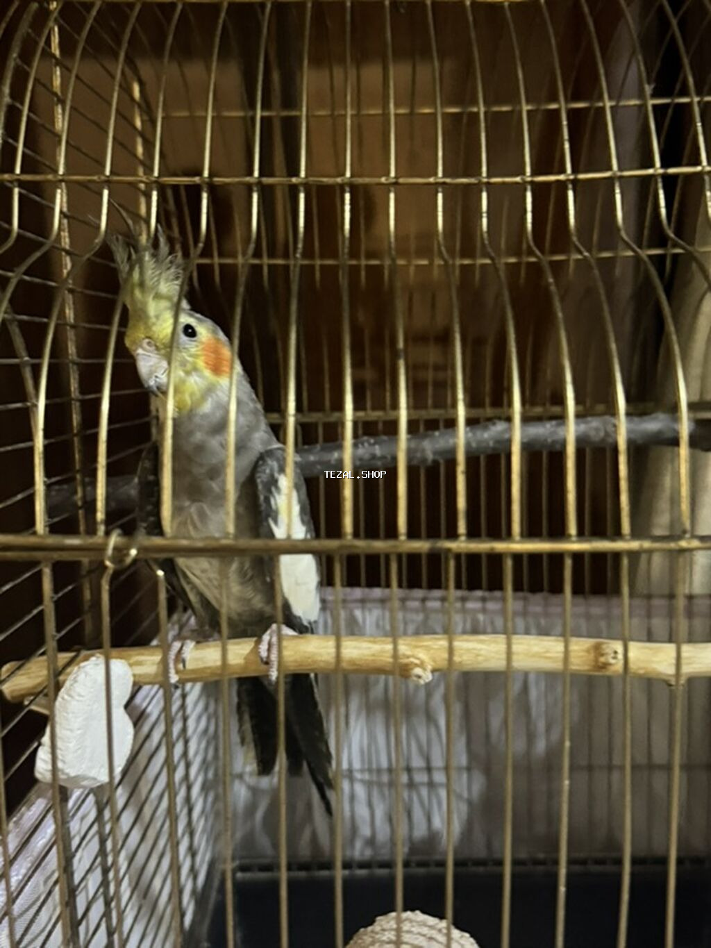 Nimfa (Cockatiel) və qəfəs dəsti Tam sağlan quşdu həmişə vitaminli - şəkil 2