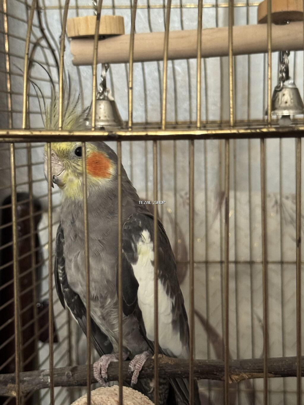 Nimfa (Cockatiel) və qəfəs dəsti Tam sağlan quşdu həmişə vitaminli - şəkil 3