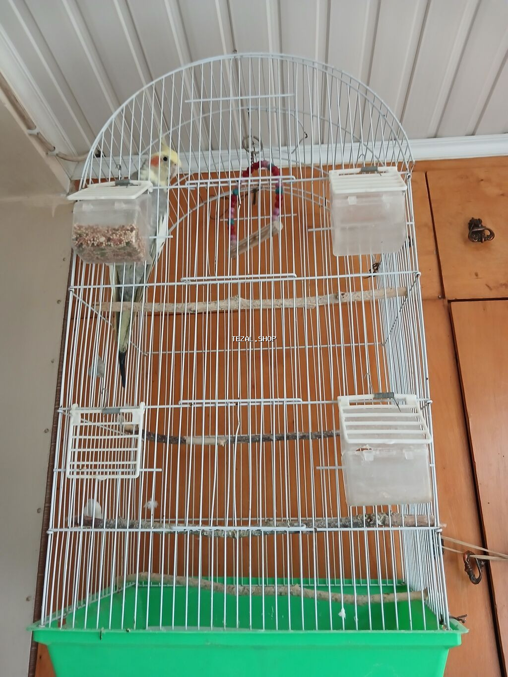 Nimfa tutuquşusu və qəfəs dəsti - Növ: Nimfa (Cockatiel) tutuquşusu -