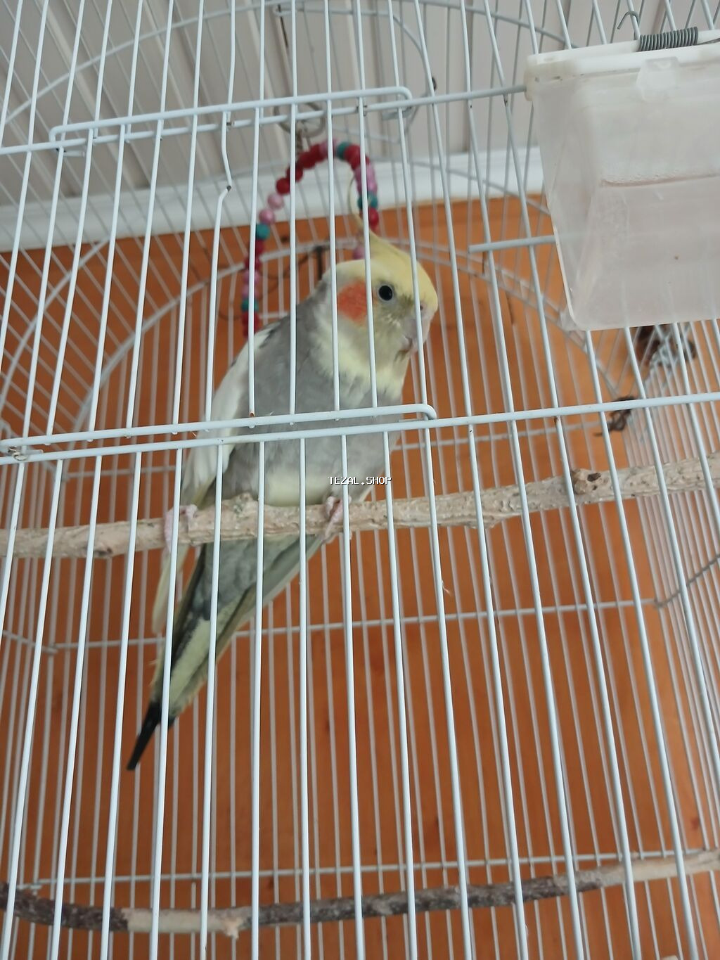 Nimfa tutuquşusu və qəfəs dəsti - Növ: Nimfa (Cockatiel) tutuquşusu - - şəkil 2