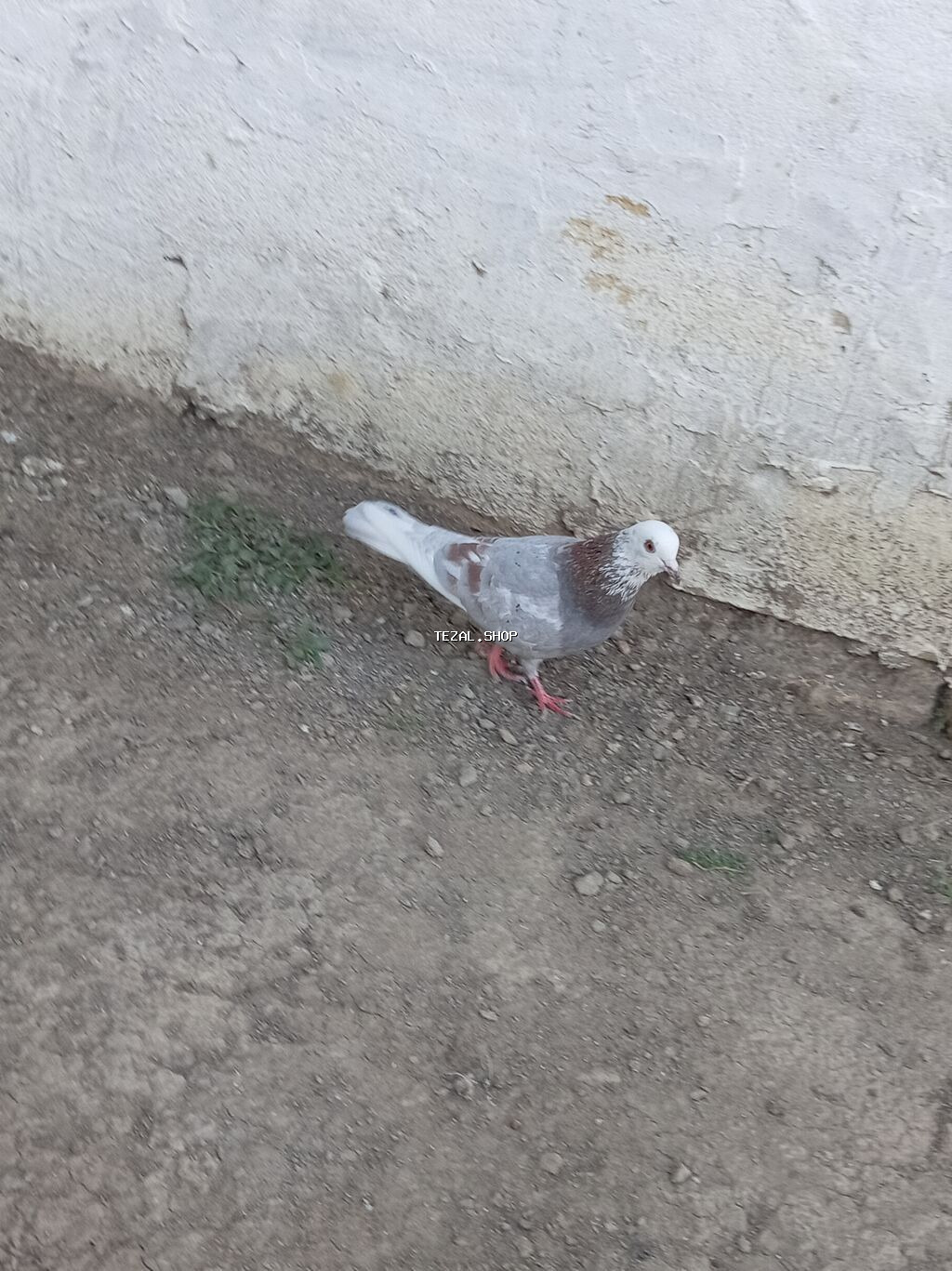 Mor agbas erkeydir tutulm quşdur ünvan Neftçala