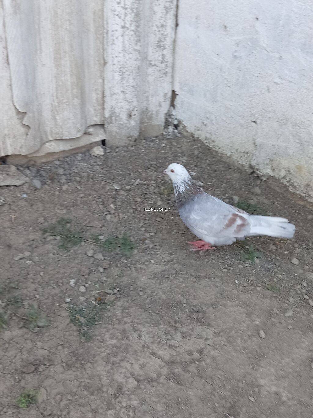 Mor agbas erkeydir tutulm quşdur ünvan Neftçala - şəkil 2