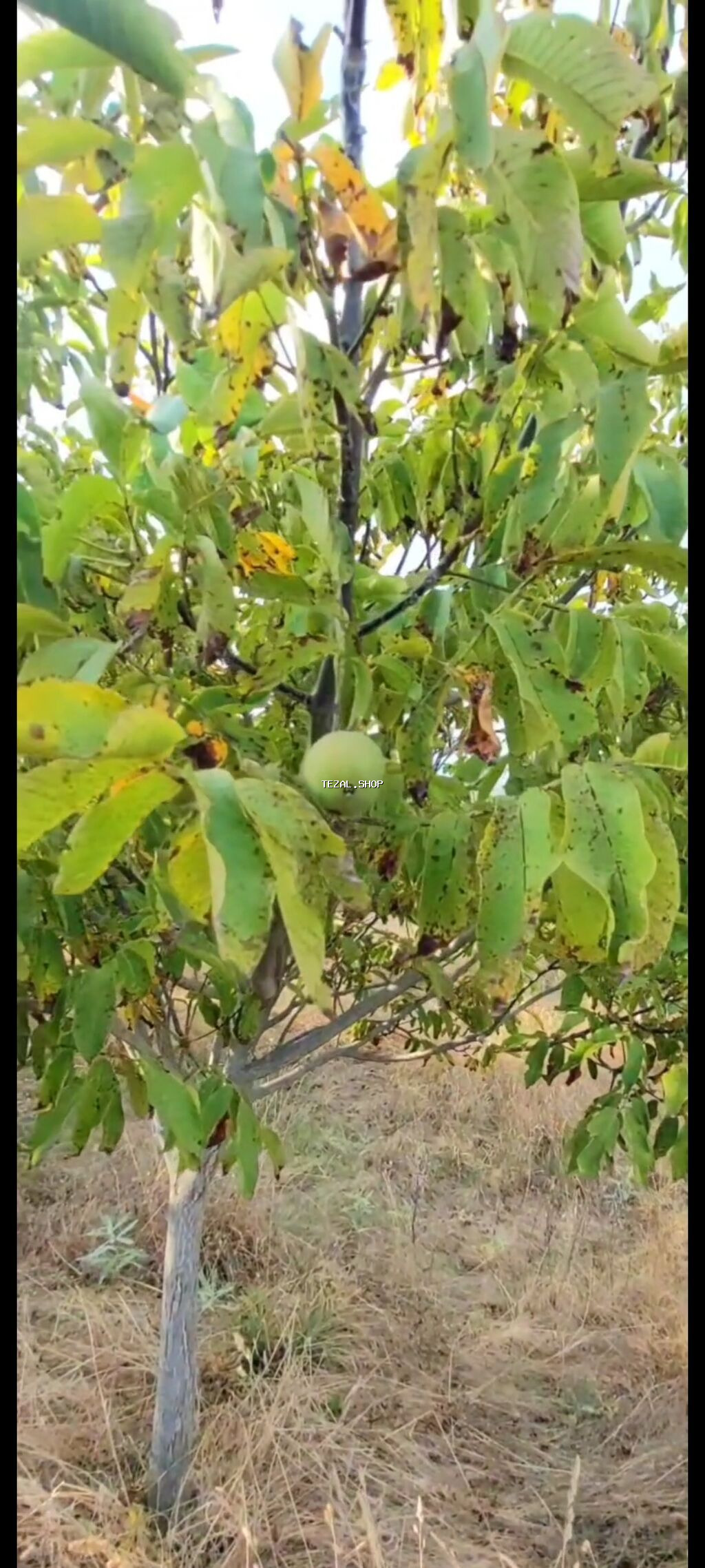 1100 sot, Tikinti, Maklerlər narahat etməsin, Kupça (Çıxarış) - şəkil 3