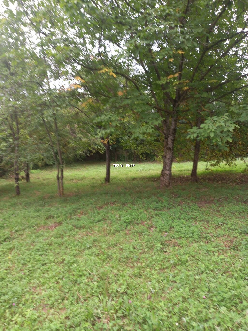 Tikinti, Barter mümkündür, Kupça (Çıxarış) Qusar — TezAl.shop