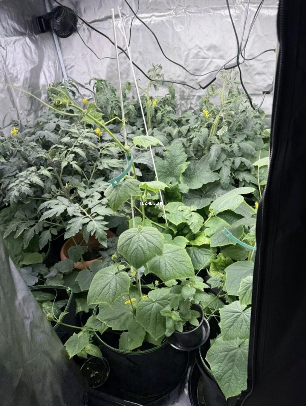 GROWBOKS Tam Dəst – indoor əkim üçün komplekt Bina evinde yasayib ama - şəkil 5