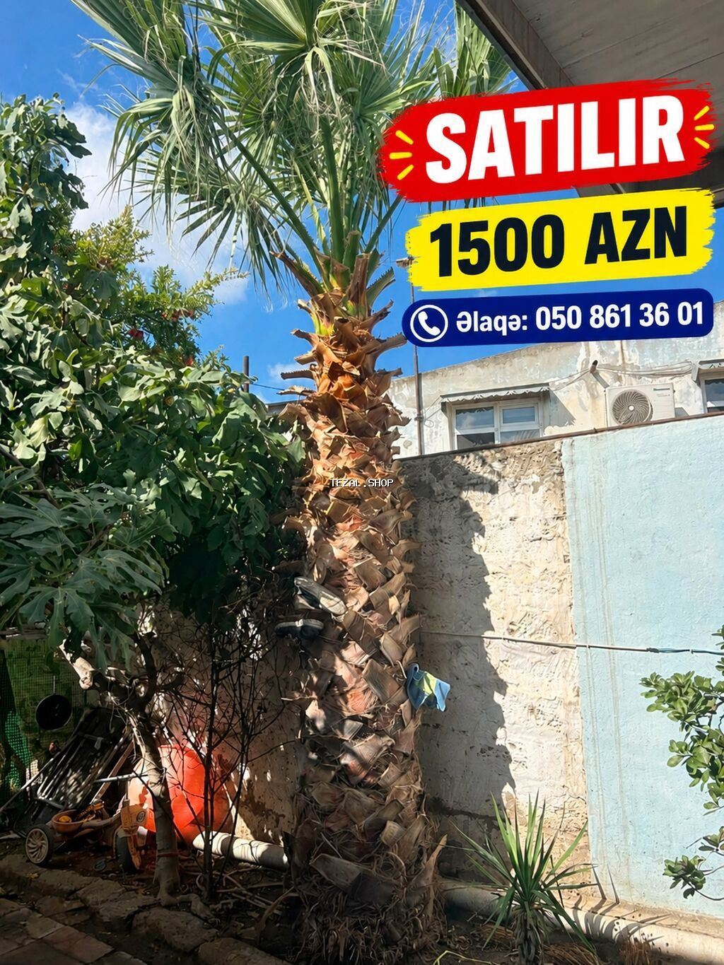 Vasinqton Palmasi satilir Agac Bulbule qesebesinde Bag heyetinde ekili