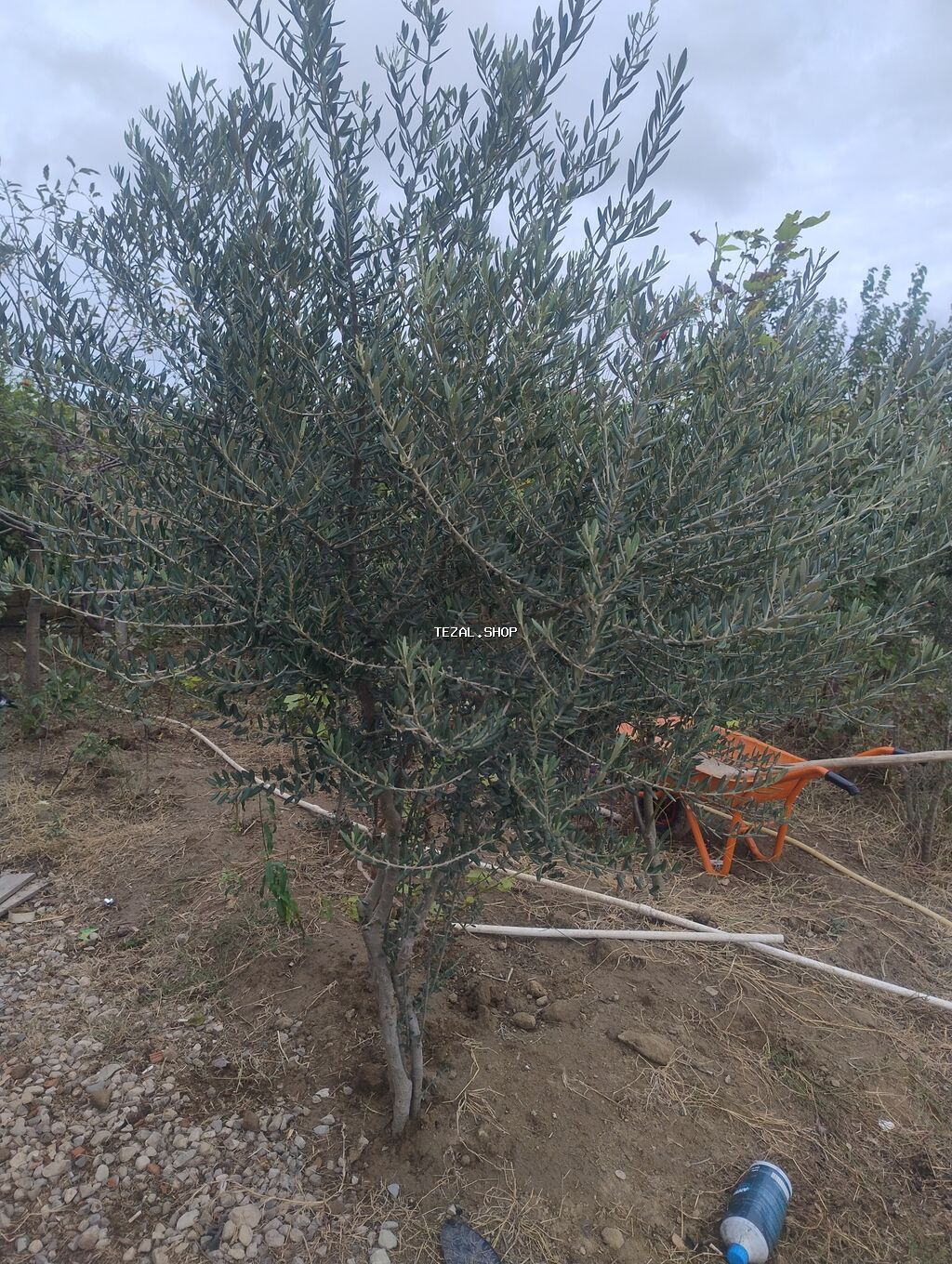 Zeytun ağacı – bağ və təsərrüfat üçün - Növ: Zeytun (Olea europaea)