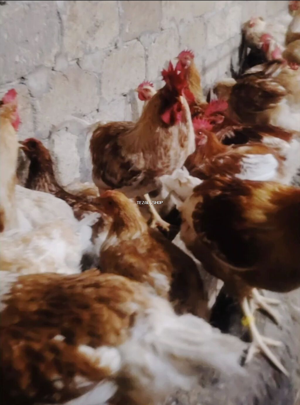 Lohmann Brown yüksək yumurta məhsuldarlığı ilə tanınan, təsərrüfat və