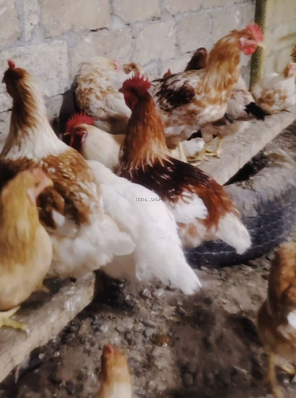 Lohmann Brown yüksək yumurta məhsuldarlığı ilə tanınan, təsərrüfat və - şəkil 2
