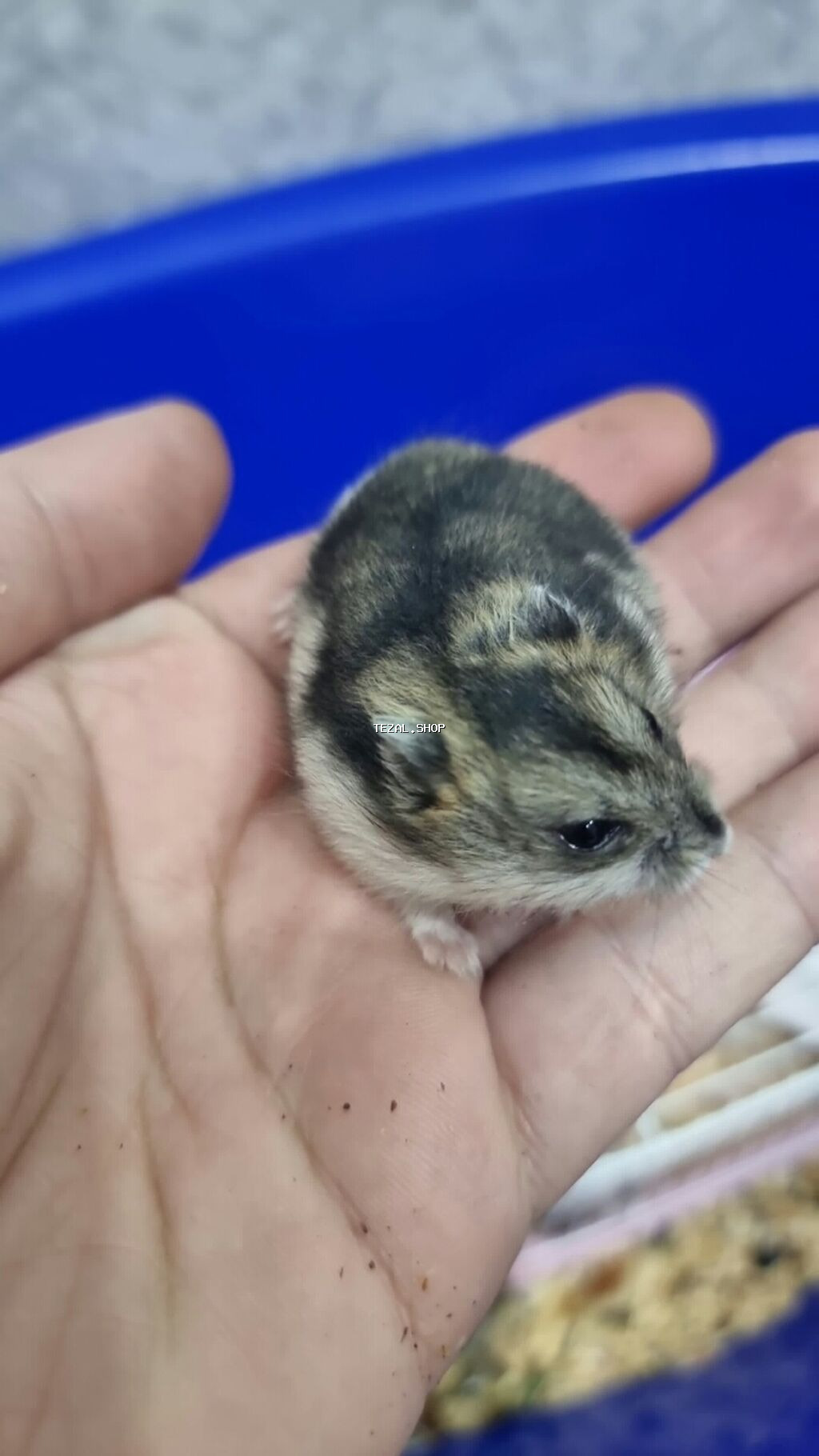 Barterde olunur baxir teklife Dağ sicanlari satilir qaralar 1 ededi 4